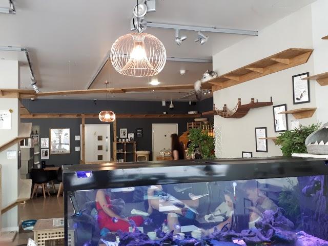 Cat Cafe